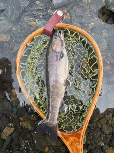 イワナの釣果