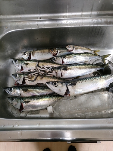 サバの釣果