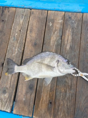 キビレの釣果