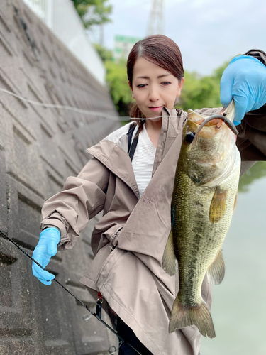 ブラックバスの釣果