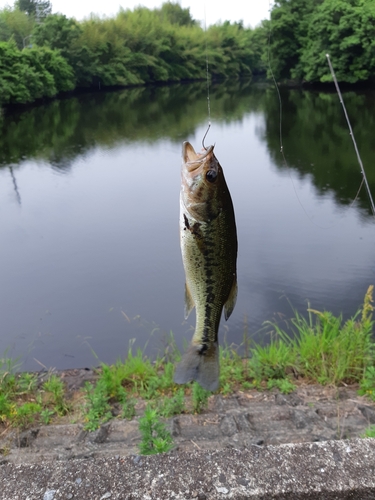 釣果