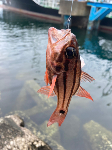 ネンブツダイの釣果