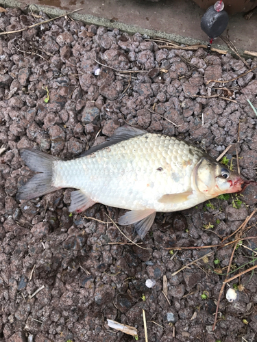 フナの釣果