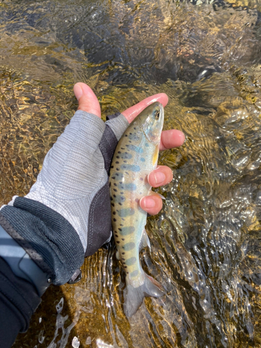 ヤマメの釣果