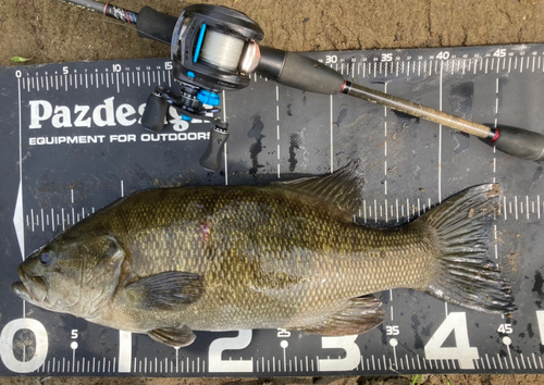 スモールマウスバスの釣果