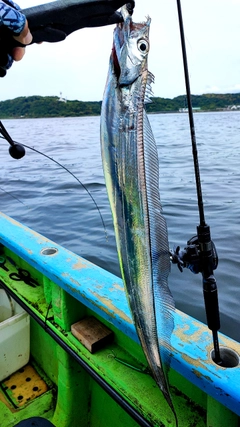 タチウオの釣果