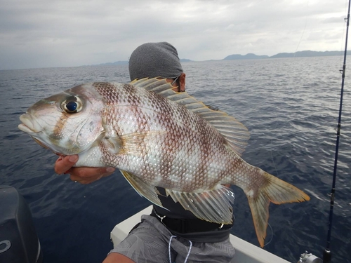 サザナミダイの釣果