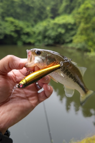 ラージマウスバスの釣果