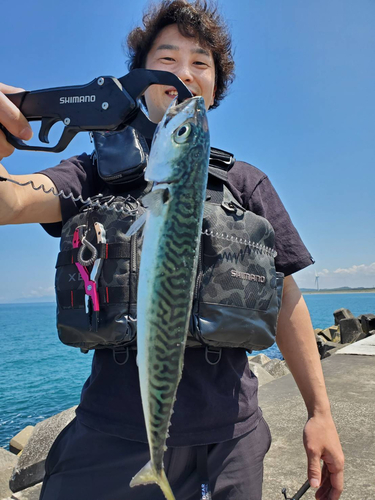 サバの釣果