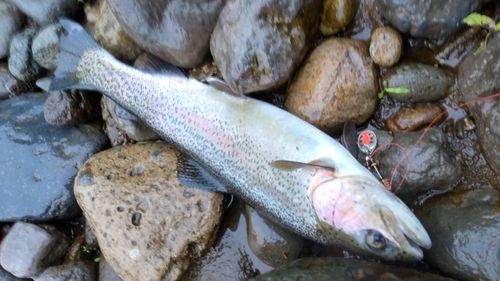 ニジマスの釣果