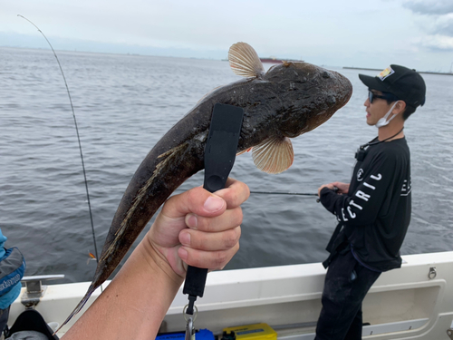 マゴチの釣果