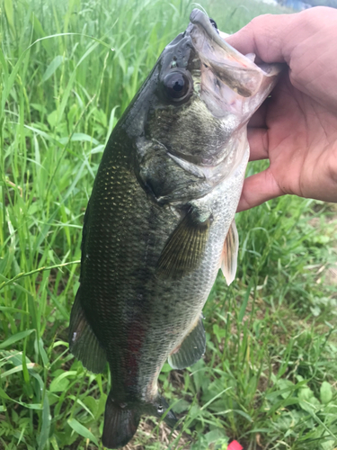 ラージマウスバスの釣果