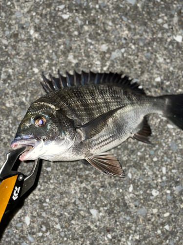 クロダイの釣果