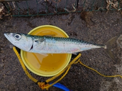 サバの釣果