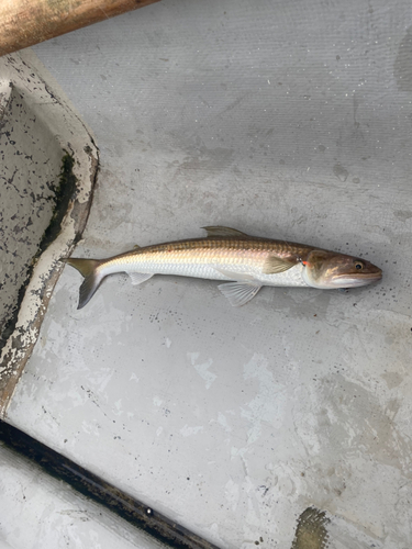 エソの釣果