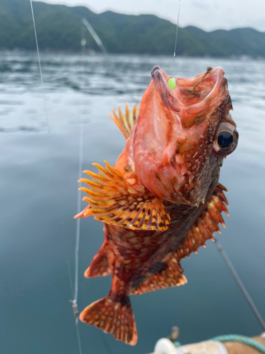 ガシラの釣果