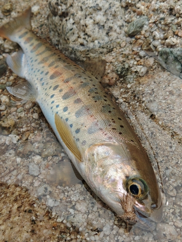 ヤマメの釣果