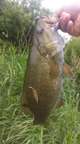 スモールマウスバスの釣果