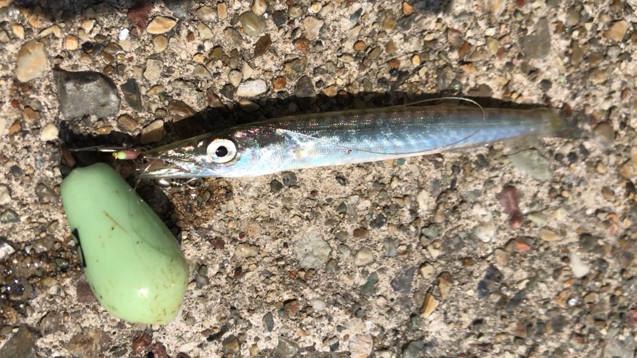 カマス