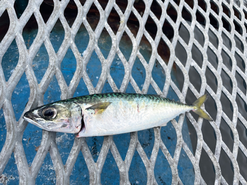 サバの釣果