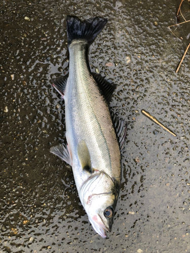 スズキの釣果