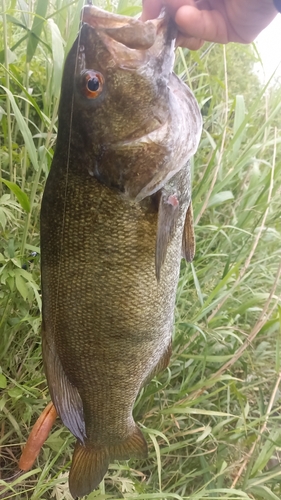 スモールマウスバスの釣果