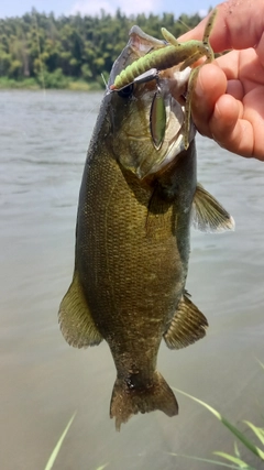 スモールマウスバスの釣果