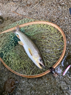 アメマスの釣果