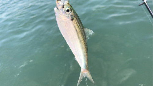 サッパの釣果