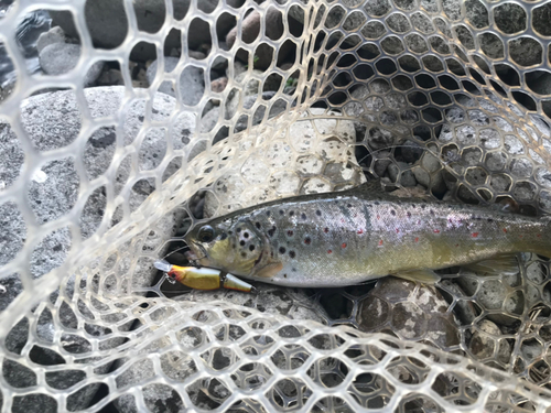 ブラウントラウトの釣果