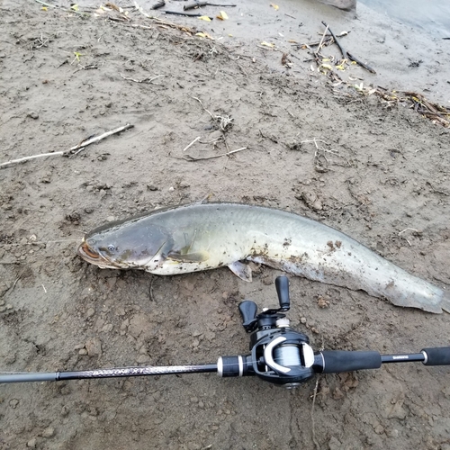 ナマズの釣果