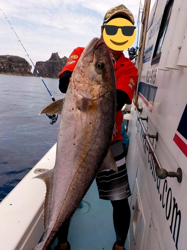 カンパチの釣果