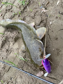 ナマズの釣果