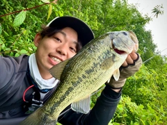 ブラックバスの釣果