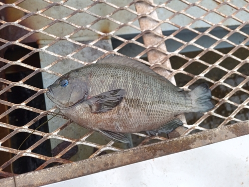 メジナの釣果