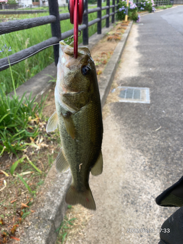 ブラックバスの釣果