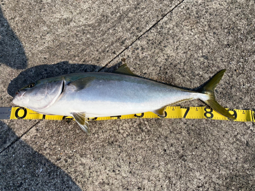 ブリの釣果