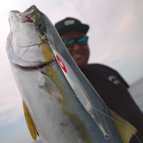 ヒラマサの釣果