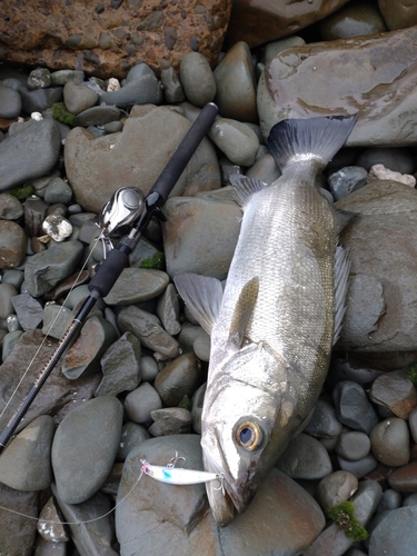 ヒラスズキの釣果