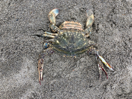 ワタリガニの釣果