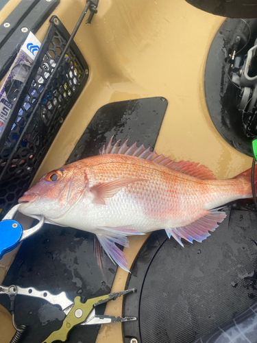 マダイの釣果