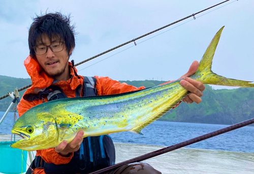 シイラの釣果