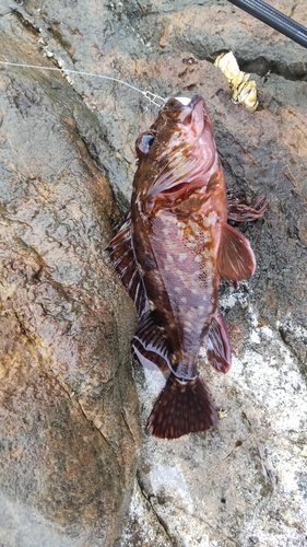 キジハタの釣果