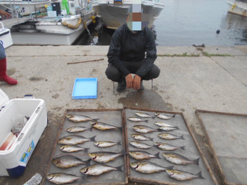 イサキの釣果