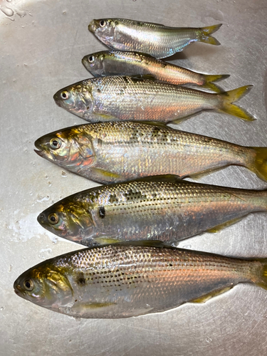 コノシロの釣果