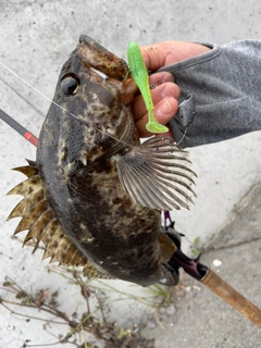 タケノコメバルの釣果