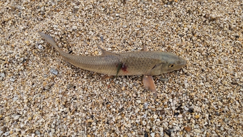 ニゴイの釣果