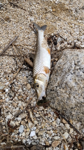 ニゴイの釣果