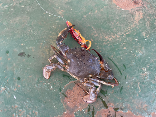 カニの釣果