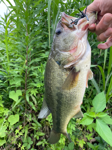 ラージマウスバスの釣果